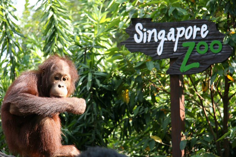 Top 3 Wheelchair Friendly Zoos in Singapore